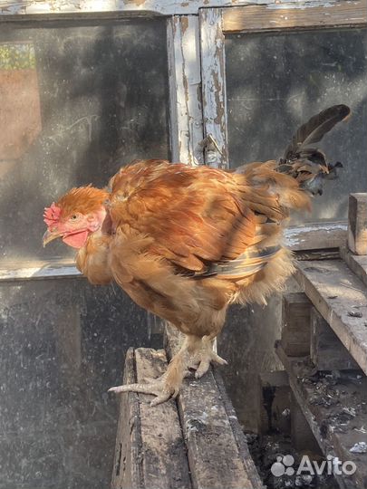 Молодые петухи Ливенские,пушкинские,борковская