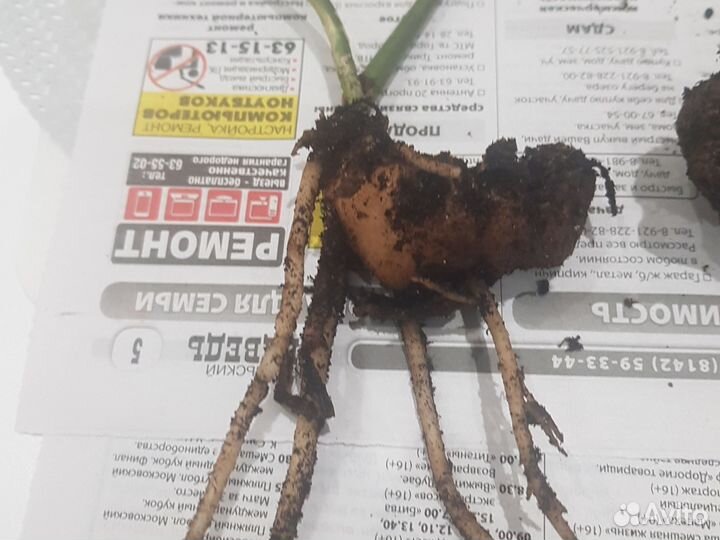 Замиокулькас