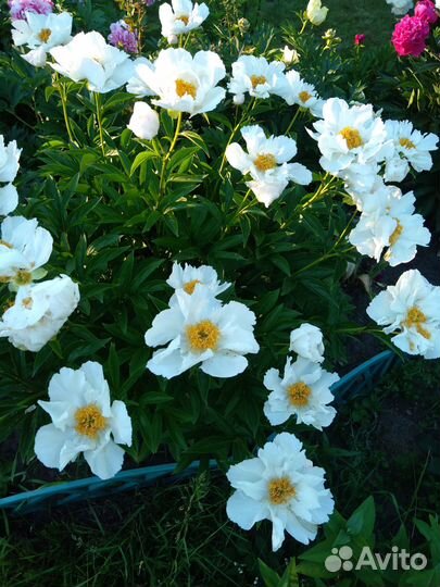 Пион,розы,ирисы