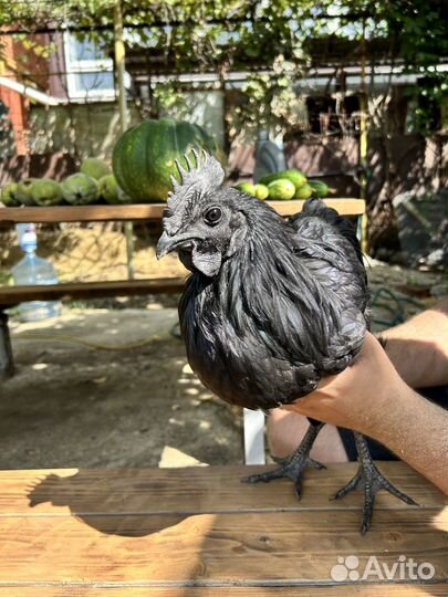 Петух ухейилюй