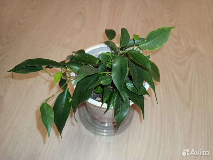 Фикус бенджамина