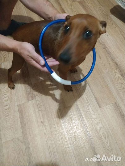 Светящийся ошейник для собак