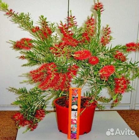 Каллистермон Кардамон Акалифа Гранат Маслина Мирт