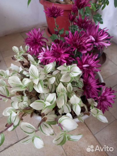 Традесканция комнатные растение цветы