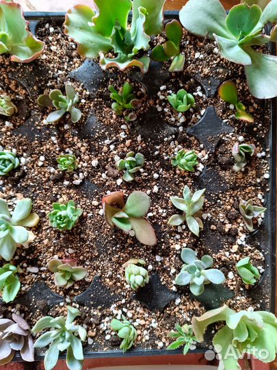 Суккуленты набор