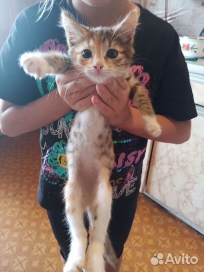 Кошки в дар