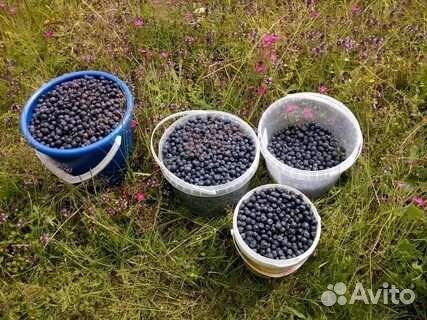 Черника свежая