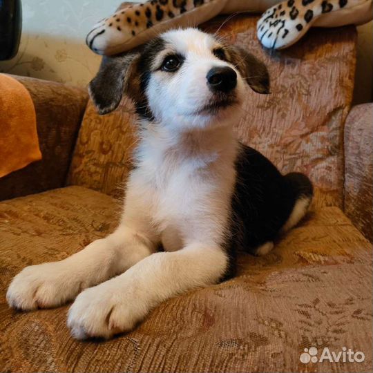 Щенок метис