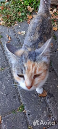 Кошки ищут дом