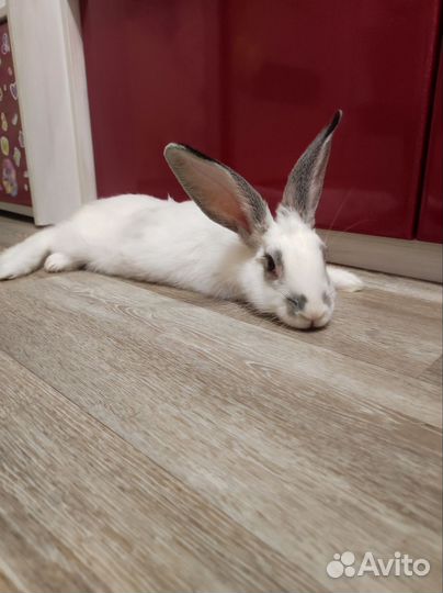 Кролики декоративные, девочки