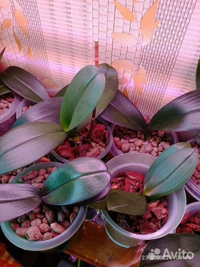 Цветущие растения