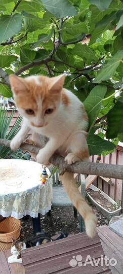 Котенок в добрые руки