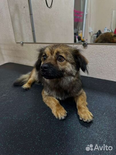 Моня метис пекинеса 1 год