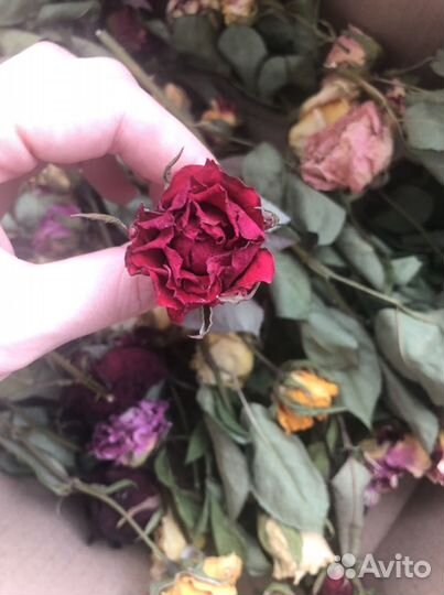 Сухоцветы розы