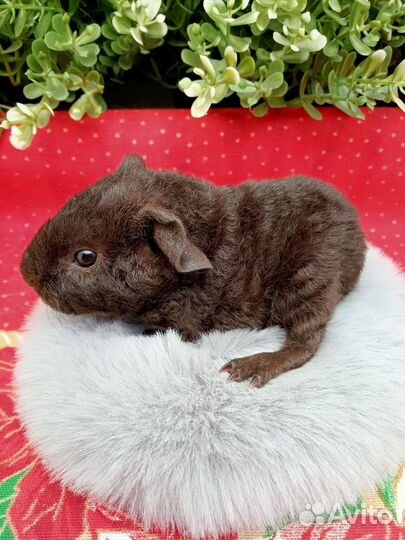 Американские тедди, Морская свинка