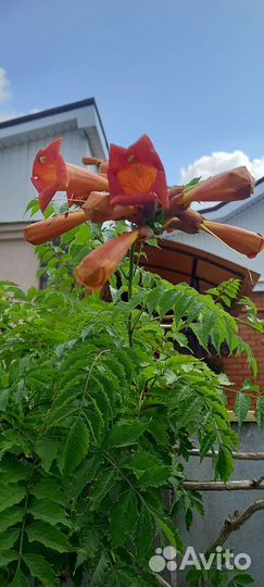 Саженцы кампсиса