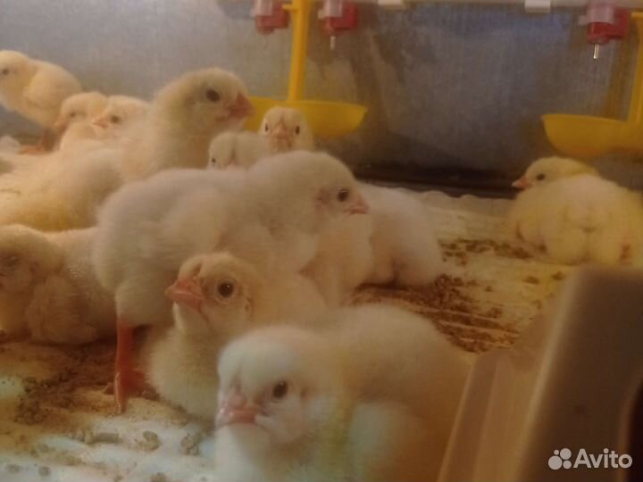 Цыплята бройлер Кобб 500