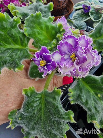 Сортовые фиалки