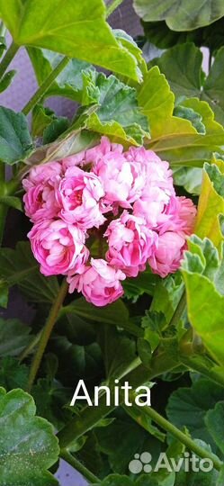 Пеларгония герань сортовая