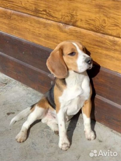 Бигль для вязки