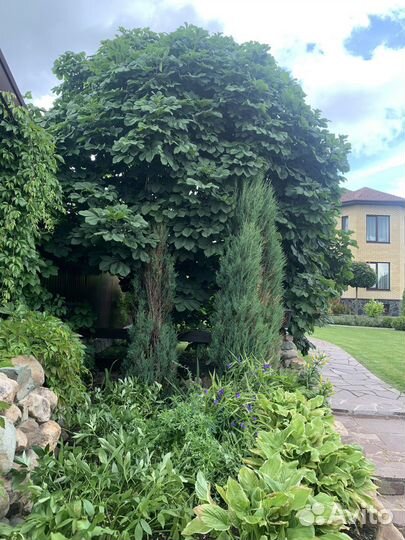 Саженцы каштана