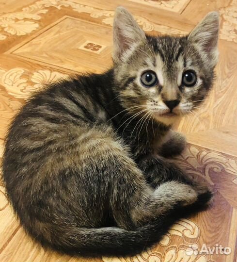 Котенок