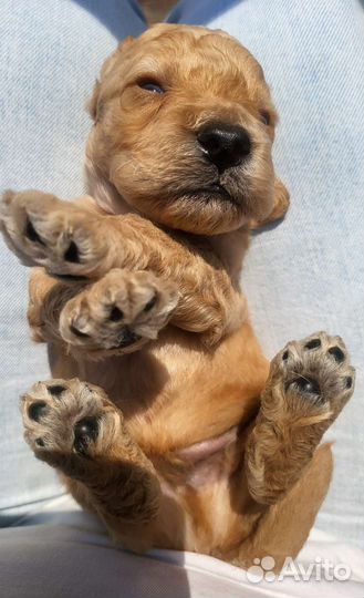 Лабрадудель