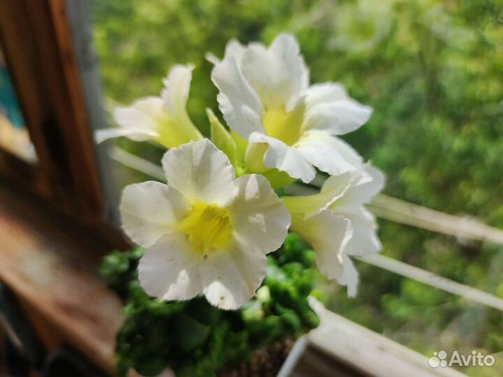 Адениум mini white