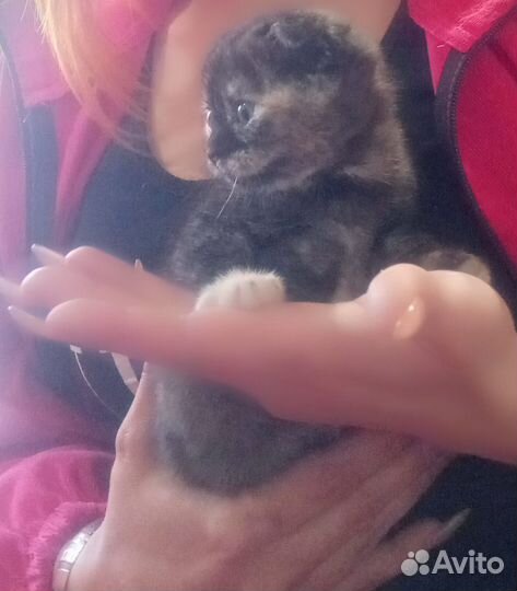 Британский вислоухий