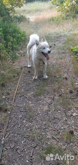 Сибирский хаски