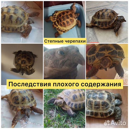 Черепахи лампа