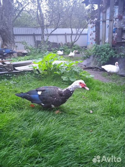 Мускусные утки