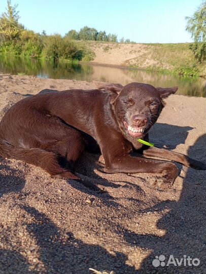 Маленькая собачка в добрые руки