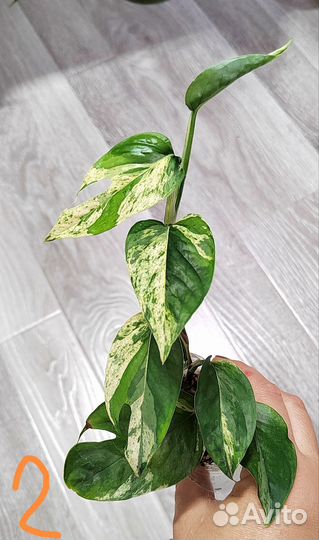 Сциндапсус эпипремнум