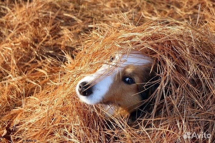 Солома в тюках в Истре