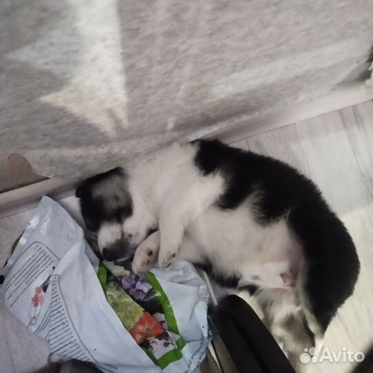 Отдам в добрые руки