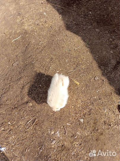 Красавицы по 10