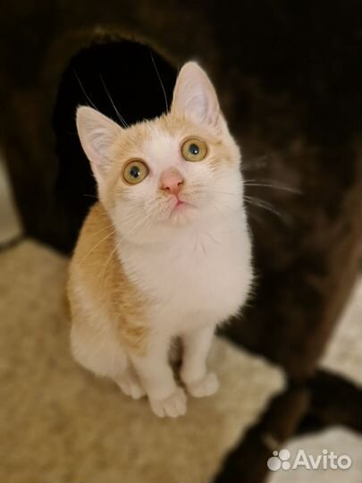 Котенок прелесть девочка