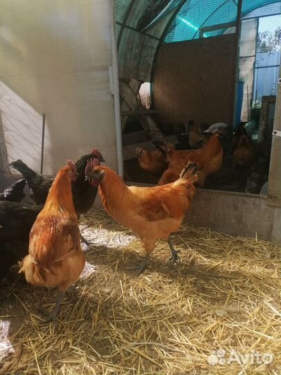 Куры Лакиндази