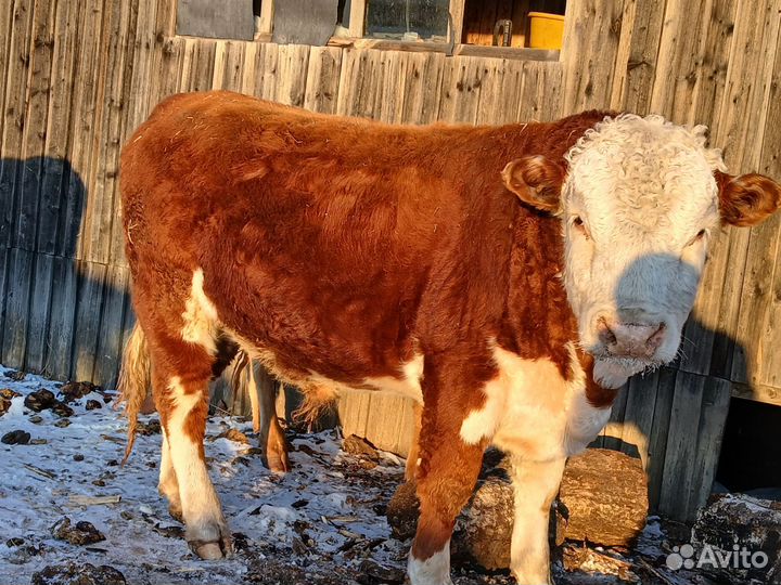 Быки на племя