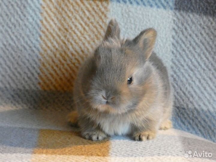 Цветной карлик