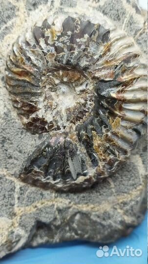 Окаменелости аммониты