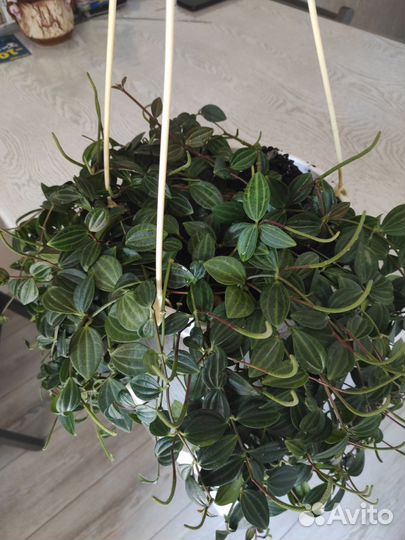 Пеперомия Ангулата Страйб