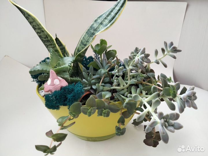 Кактусы и суккуленты композиция с сансевиерой