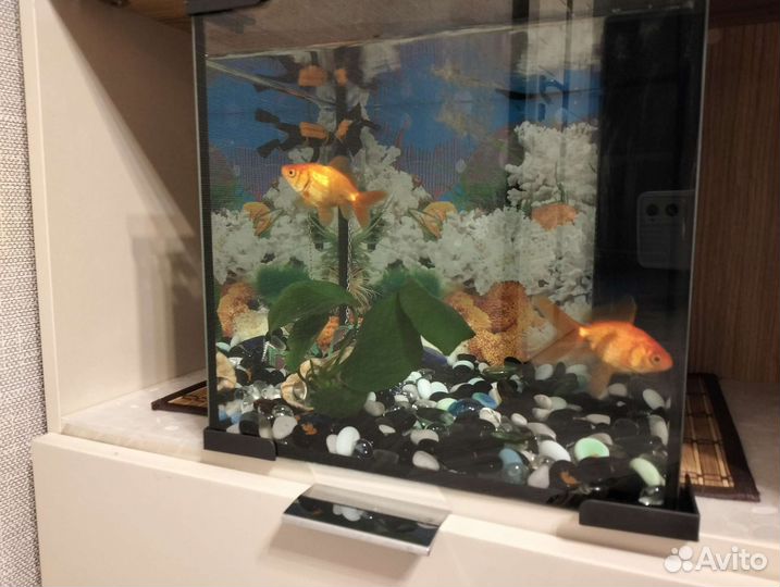 Аквариум кубик