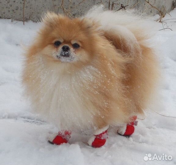 Зимние сапоги, ботинки для собак