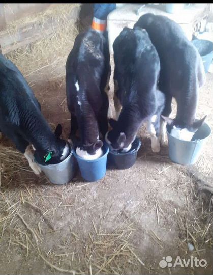 Бычки телята