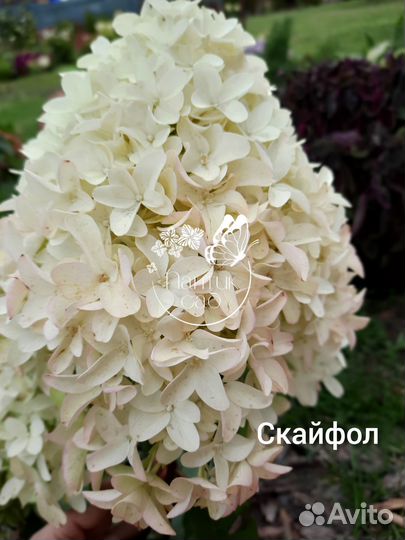 Гортензия метельчатая