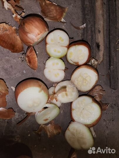 Лук на перо Дайтона