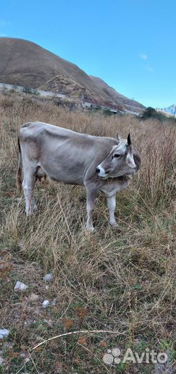 Коровы нетели